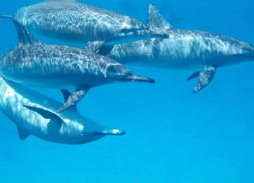 7 Days Zanzibar Holiday Package