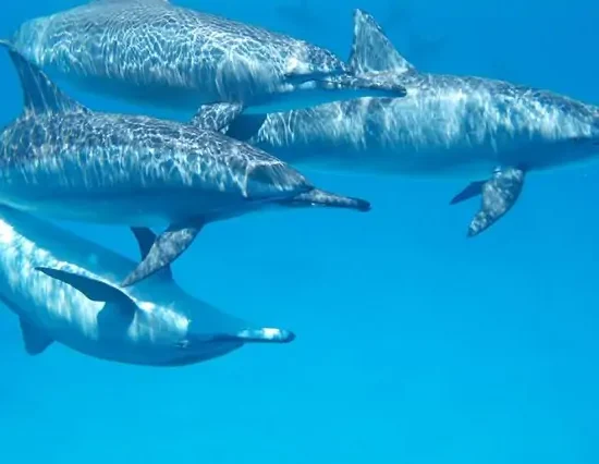 7 Days Zanzibar Holiday Package