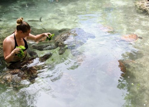 Swimming with Turtles in Aquarium